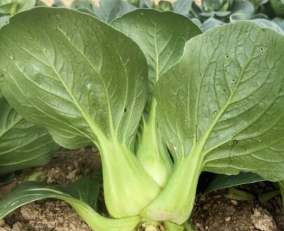Black Leaf Bok Choy