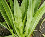 Big Leaf Lettuce