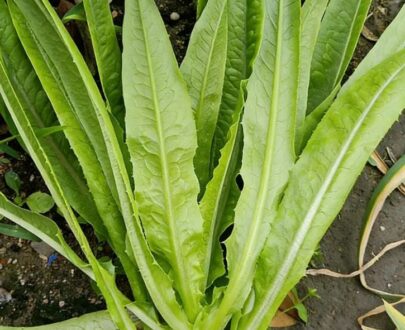 Big Leaf Lettuce