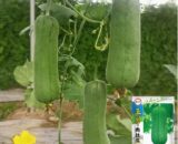 থাই Sponge Gourd – ধুন্দল