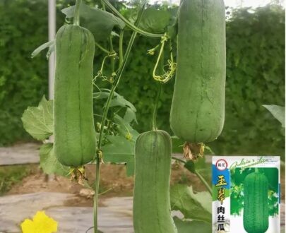 থাই Sponge Gourd – ধুন্দল