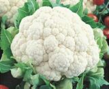 থাই Cauliflower Seeds (120 Days)