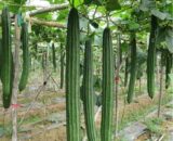 থাই Luffa – লম্বা ঝিঙ্গা