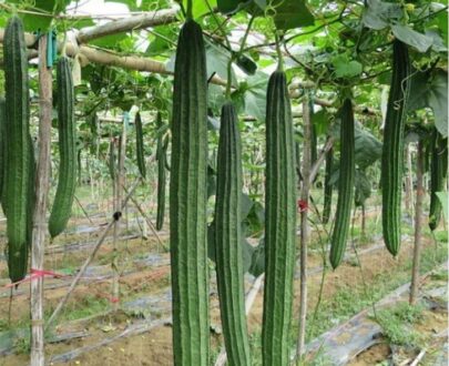 থাই Luffa – লম্বা ঝিঙ্গা