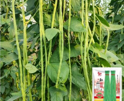 থাই High-Yield Cowpea Seeds - লম্বা বরবটি