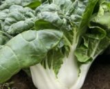 থাই Fresh Sweet Bok Choy